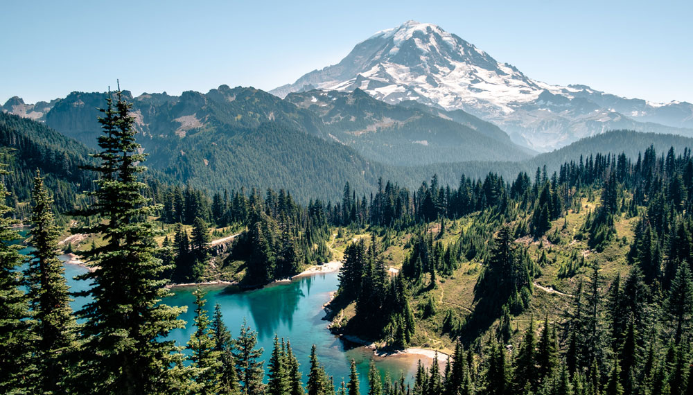 Forest with mountain in the background